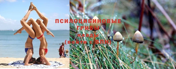 шишки Заволжье